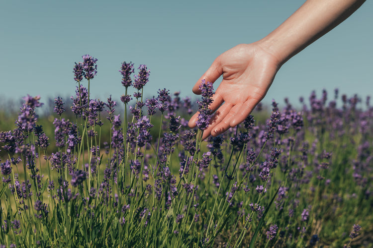 The Feeling Of Purple Photo As she walks her hand is held out into the tall purple lavender flowers, brushing their tops as she goes by | Photo by Matthew Henry