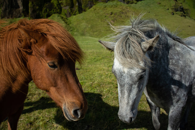 Pony Pals - Photograph by Ottawa-based photographer, Sabrina Wishak | Www.Sabrinawishak.com