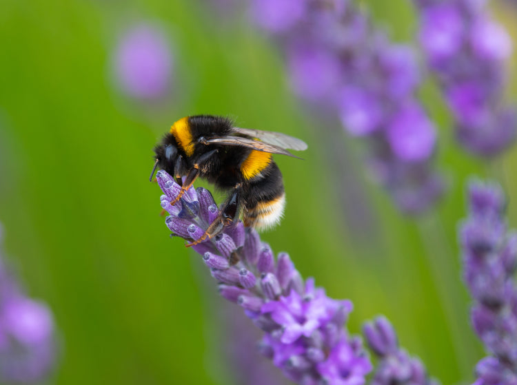 White Tailed Bumble Bee on Lavender flowers - SEEDBALL product image