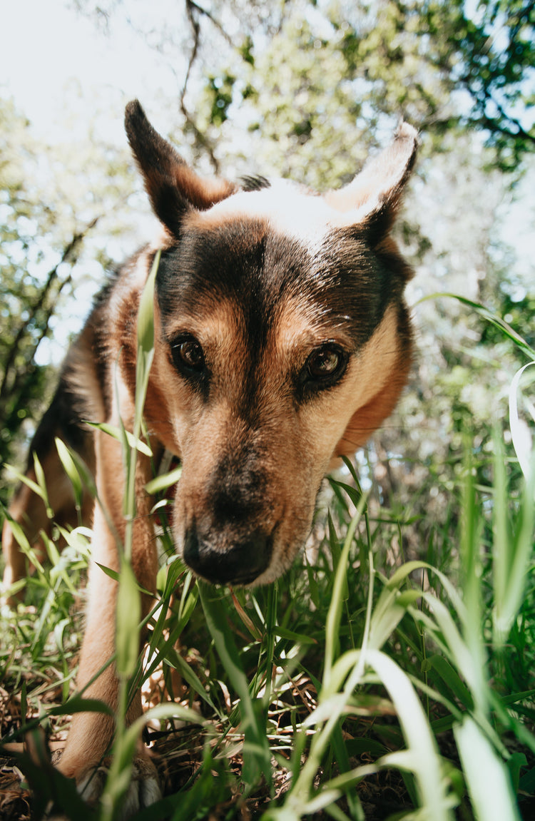 Happy Dog Walking Through Long Grass -Photo by Avelino Calvar Martinez