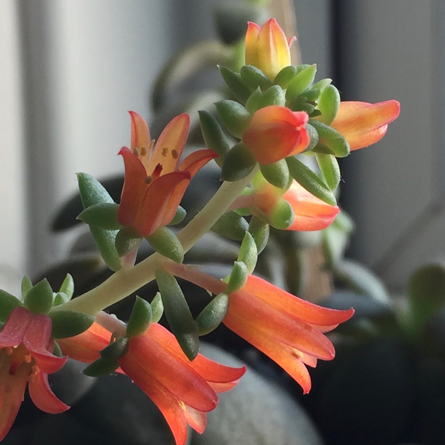 Yellow & Orange Winter-Flowering Succulent - Starter Babies