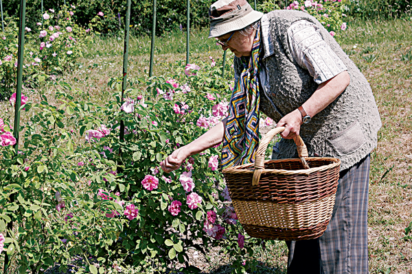 Author Mari Thun tending roses