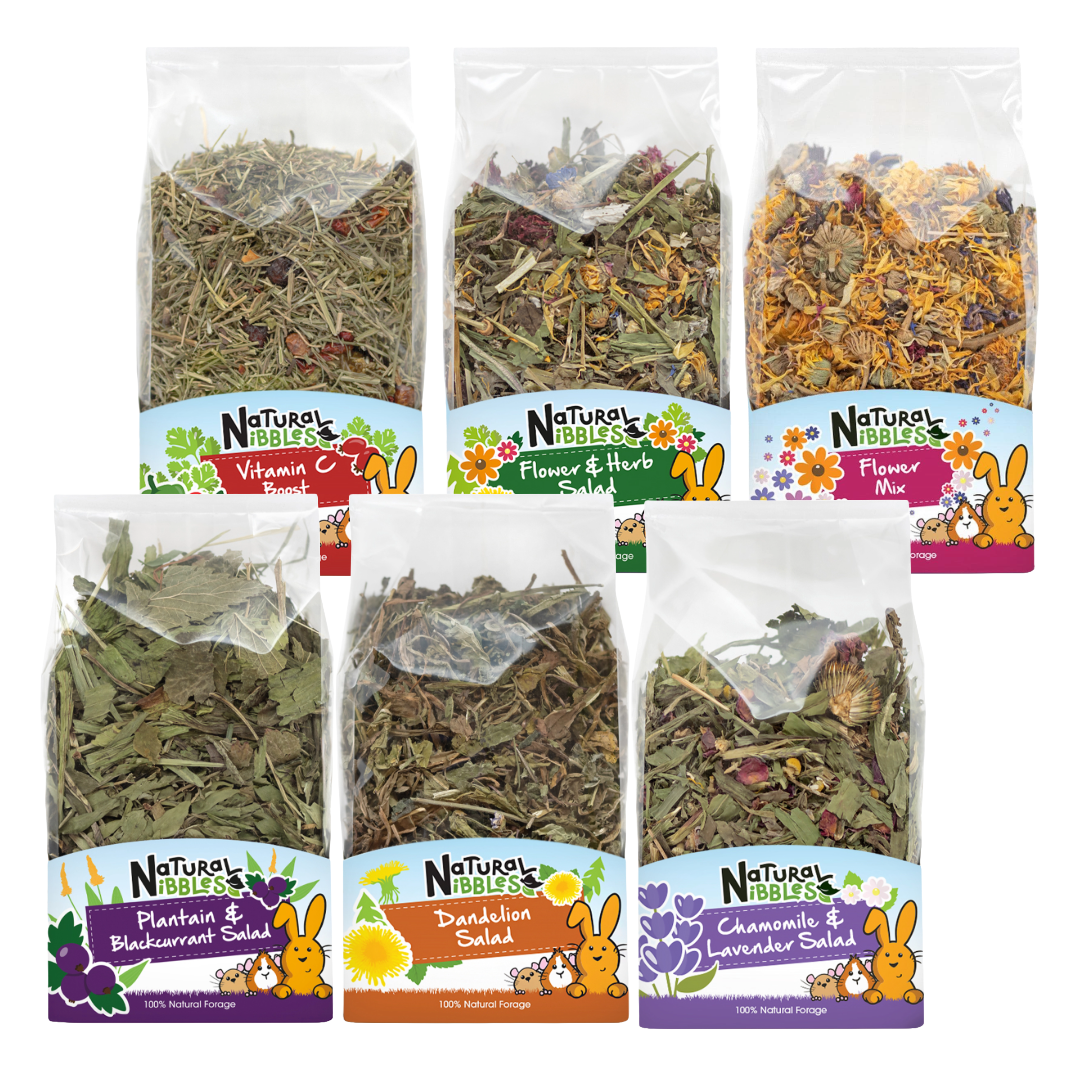 Pet Salad | 6pc Selection Pack