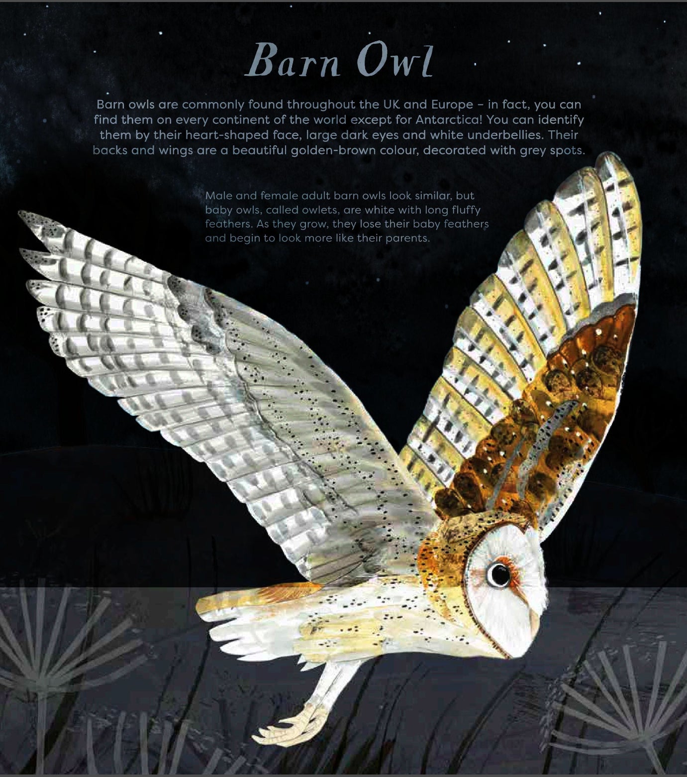Press Out & Learn: Birds of a Feather | National Trust
(5-7)