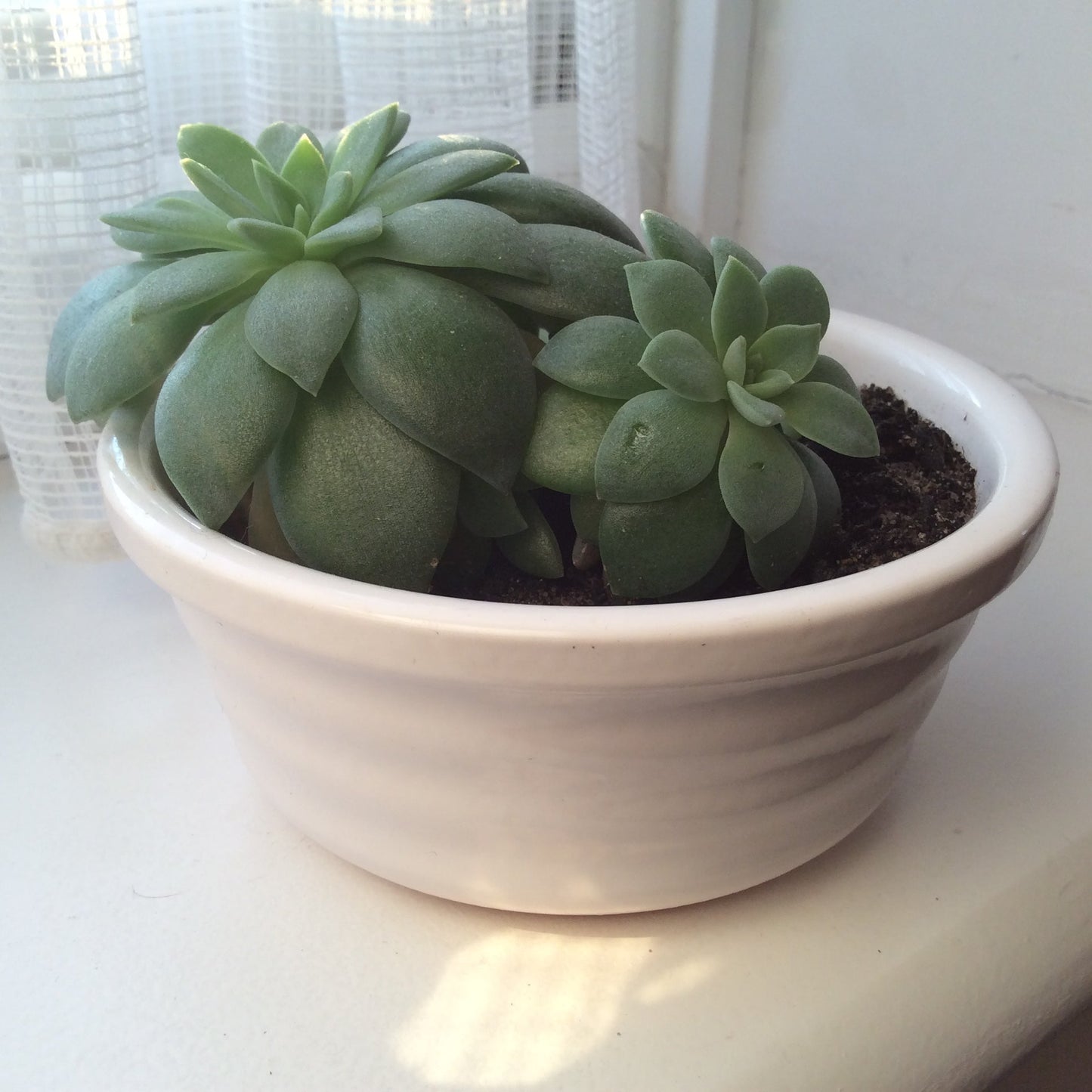 Yellow & Orange Winter-Flowering Succulent - Starter Babies