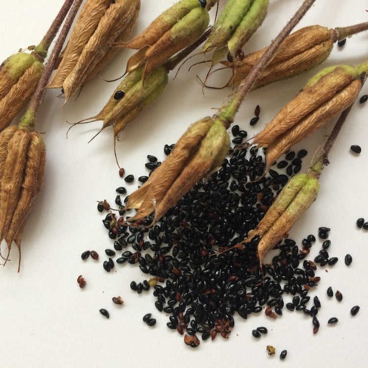 PLANTS - Seeds & Starter Babies