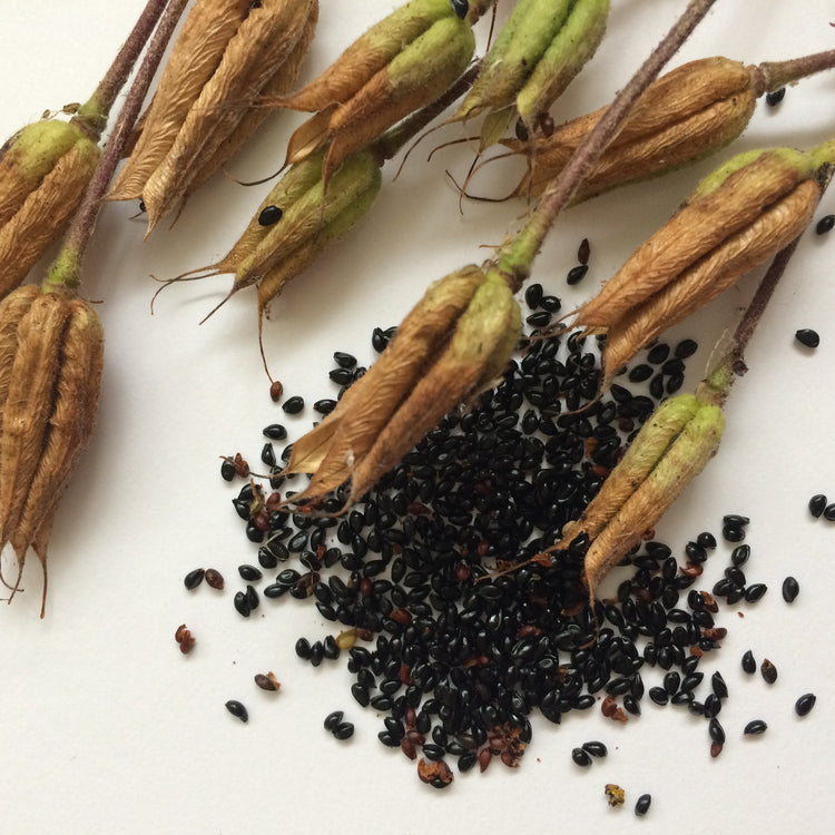 Home Grown Plant Seeds