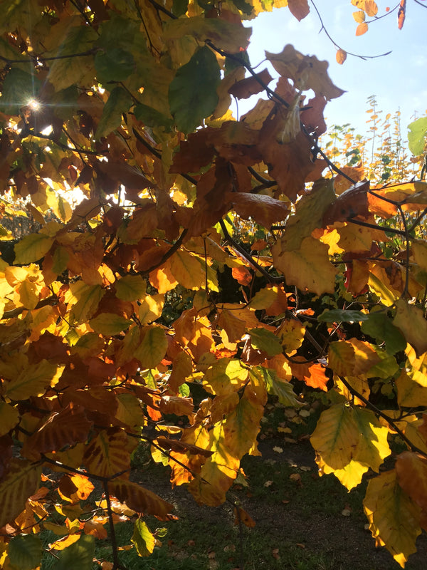 Getting Ready - For The Change of Season