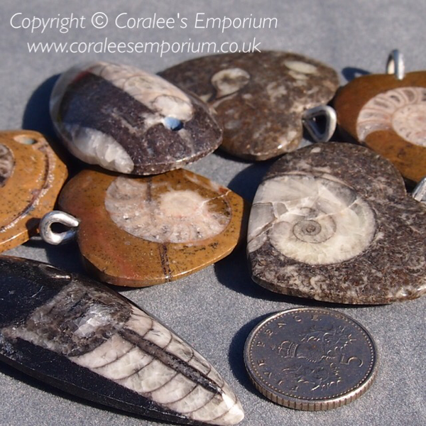 Earth Gifts - Fossils