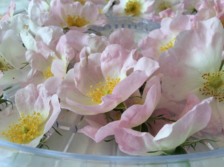 Dog Rose (Wild) petals drying in a hydrator | Photo V&N's Creations