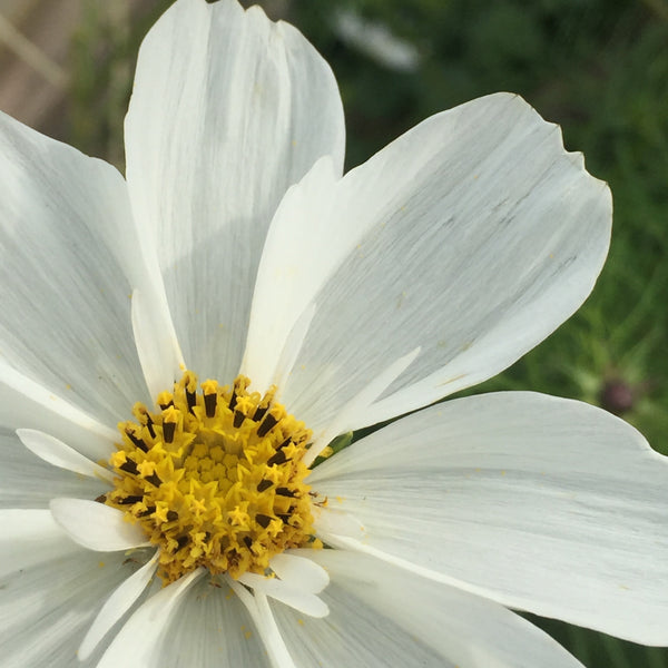 Artisan Made  - Venus & Neptune Creations