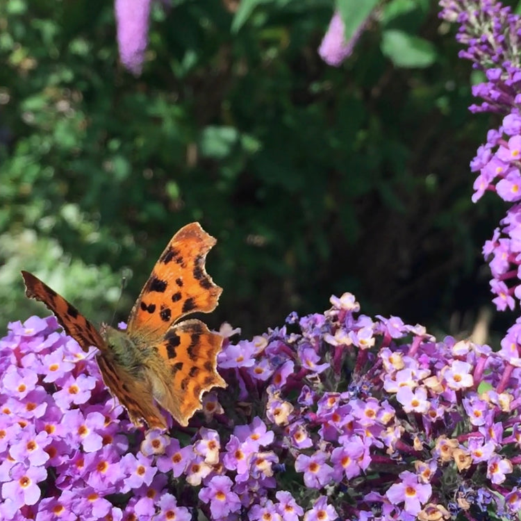 Theme - Butterfly Related Collections