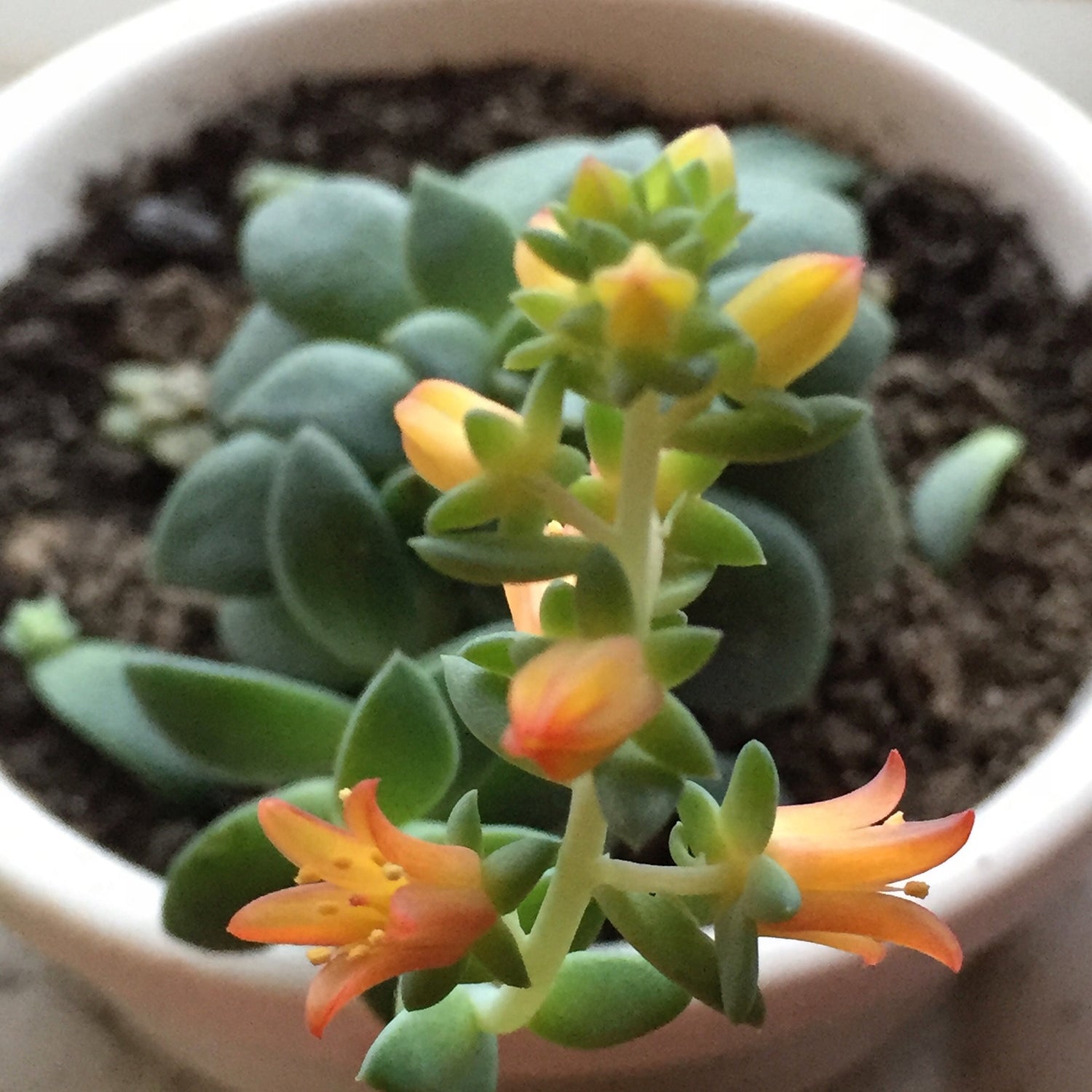 GIFTS - PLANTS Collection