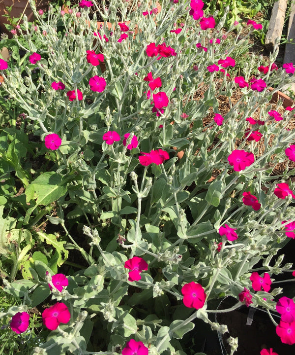 Artisan PHOTOGRAPHIC Crafts