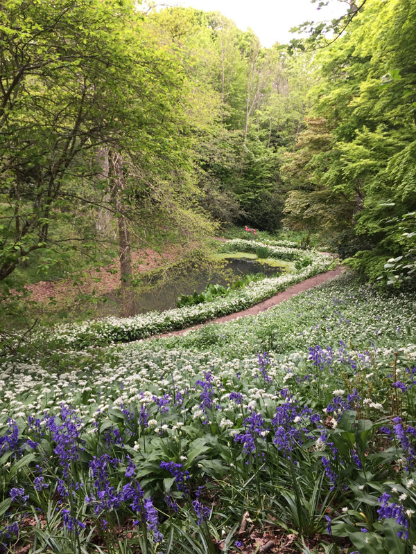 EcoART: Bluebells & Garlic V&N - Spring Flowers Series