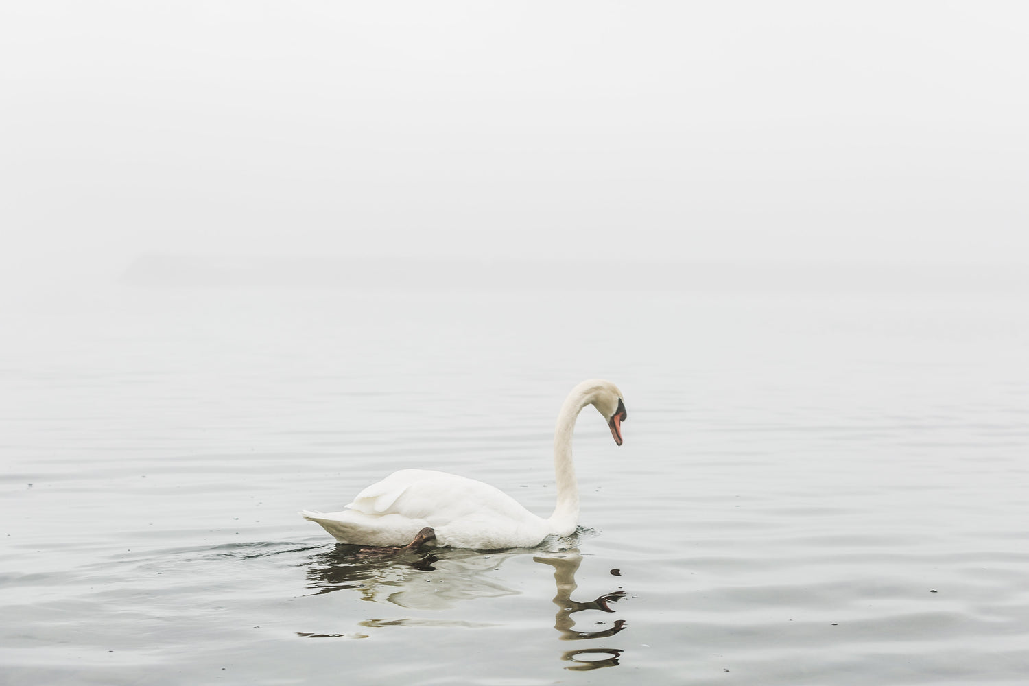 A single swan looks down and glides on the water.| Photo by Matthew Henry