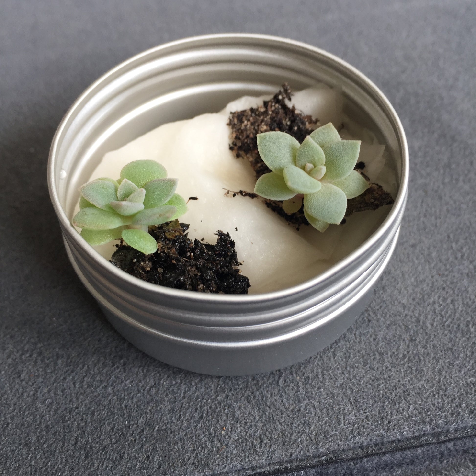 2 Baby Starter Succulents in tin packaging | Grown by Venus & Neptune's Creations