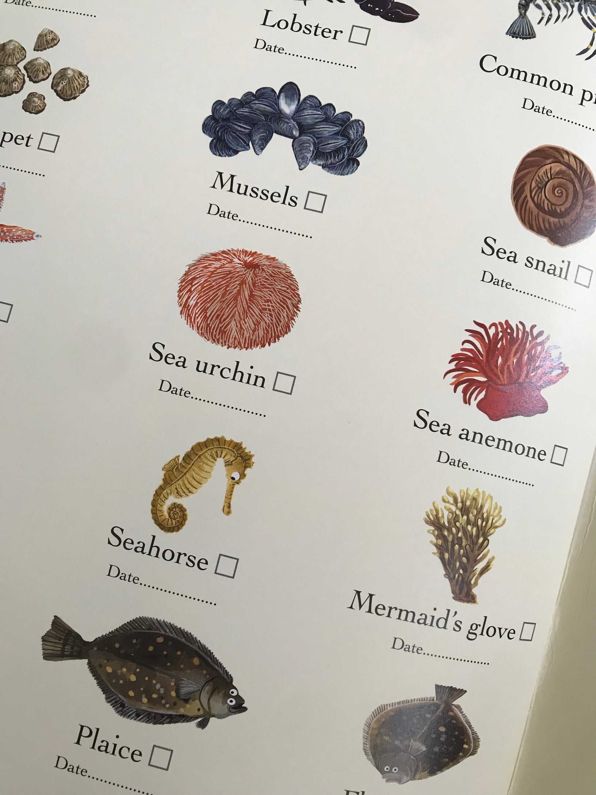 Book page with illustrations of various sea creatures and their names for spotting list