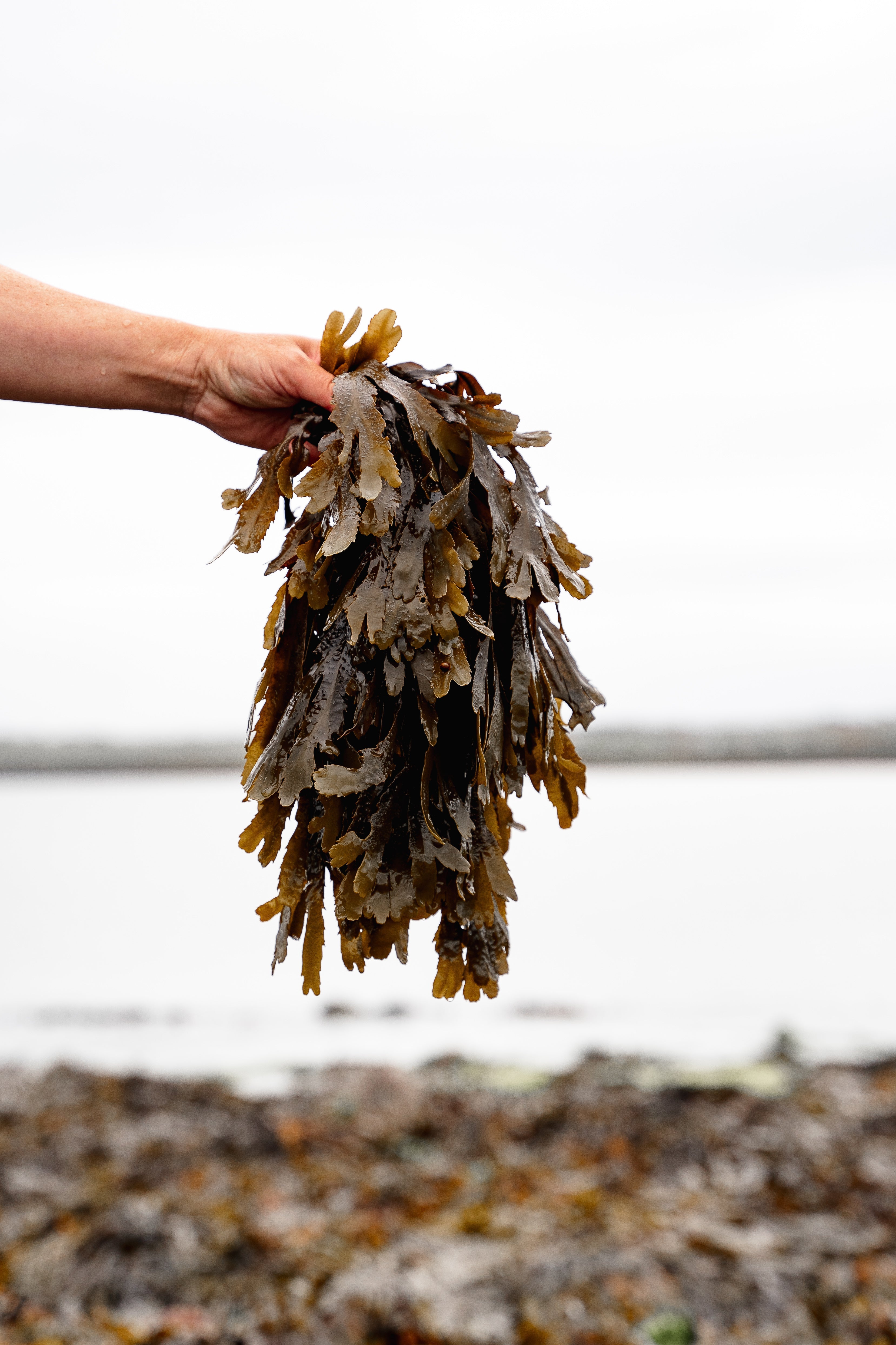 files/Coralees_Emporium_Dr_Seaweed_Ishga-68.jpg
