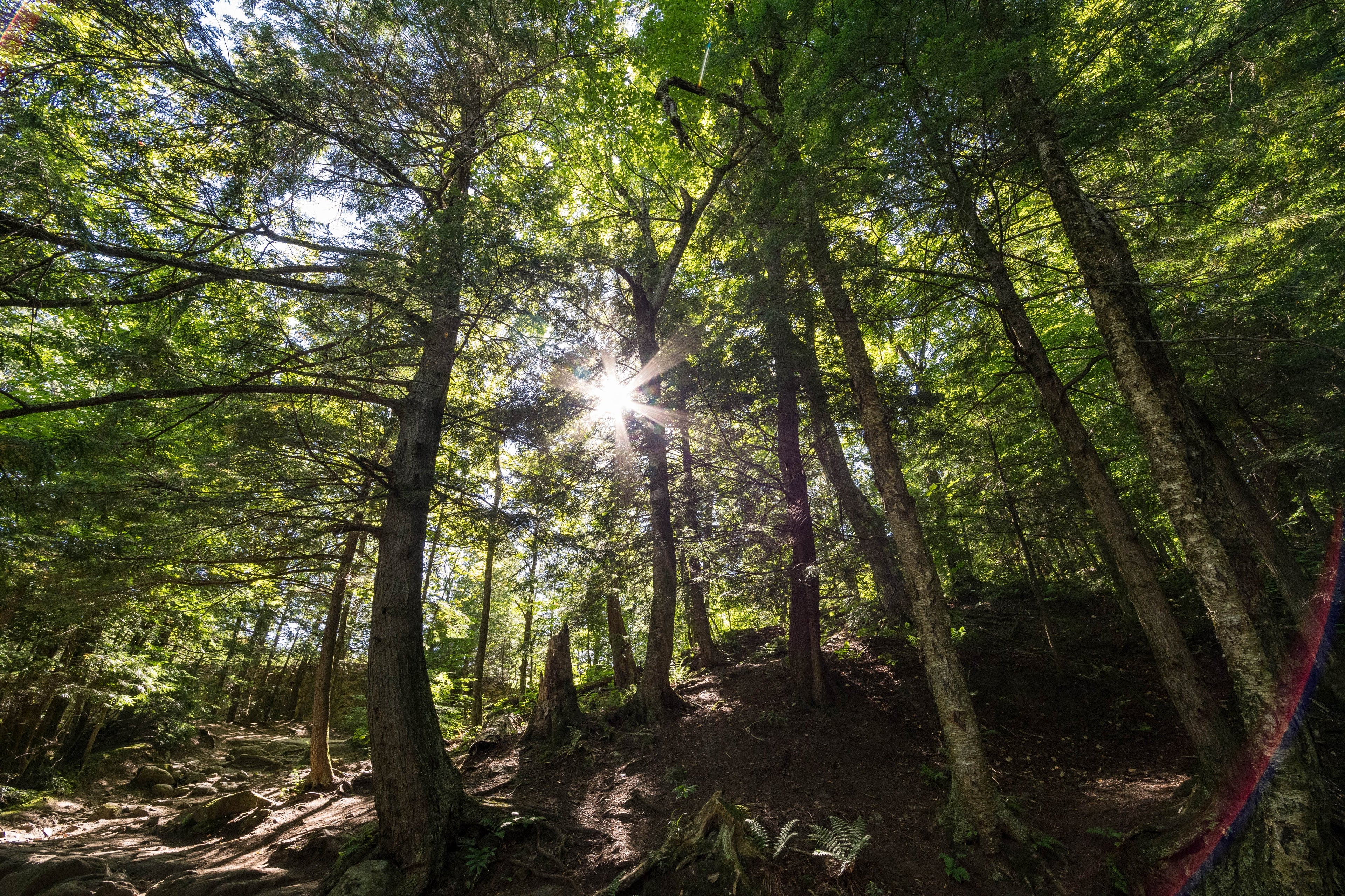 Sun rays beaming through the forest trees.