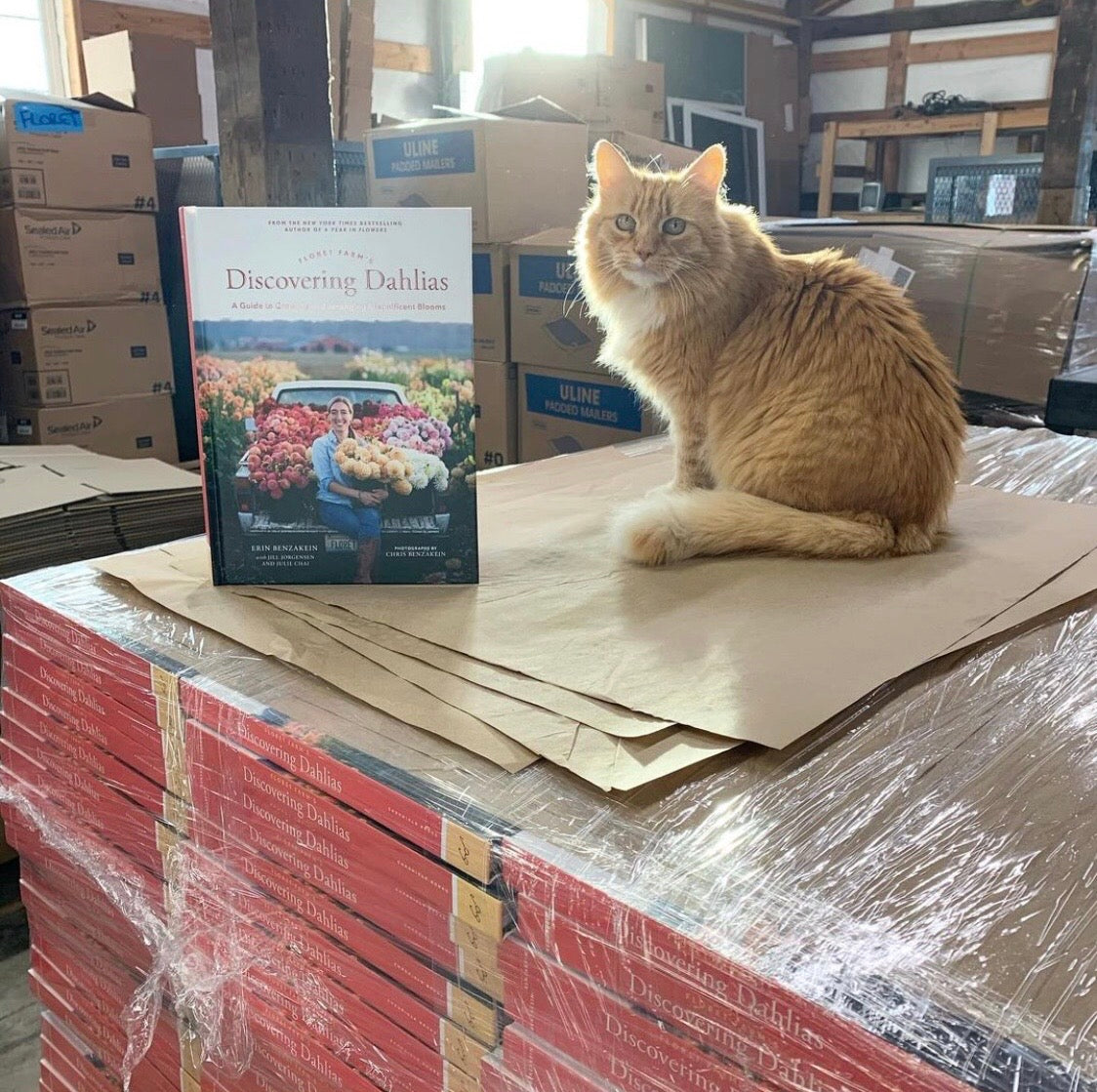 Floret - Timmy florets farm cat sitting on Discovering Dahlias Book stacks