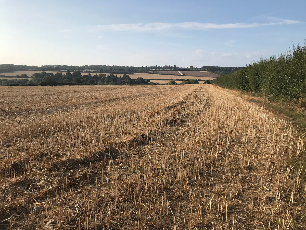august_Kent_field_after_the_grain_has_been_cut