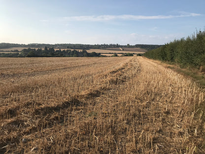 august_Kent_field_after_the_grain_has_been_cut