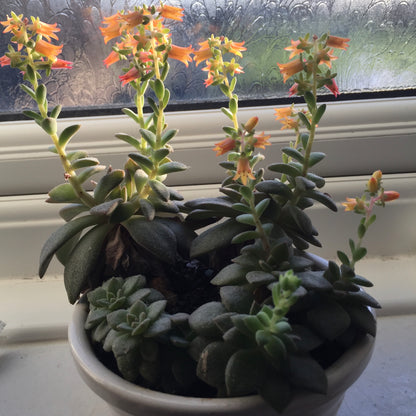 V&N grown, Flowering succulents in pot